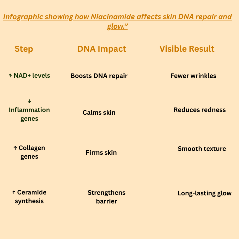 “infographic showing how niacinamide affects skin dna repair and glow. ”