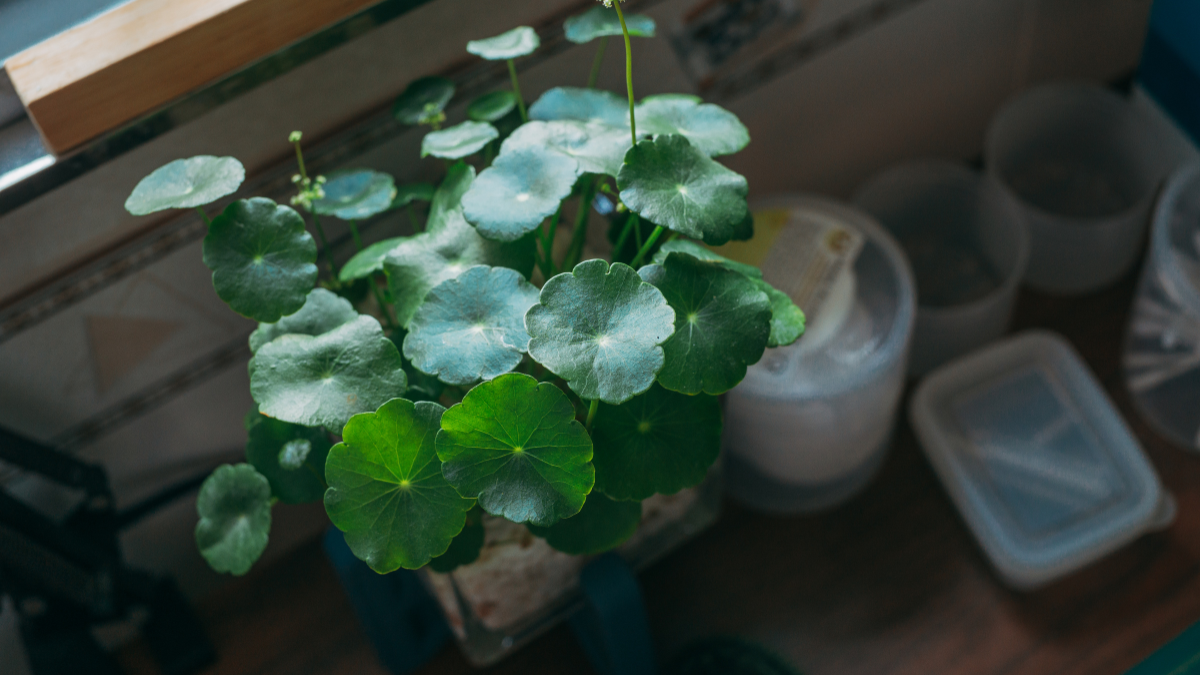 Centella asiatica benefits for skin 🌿 science-backed guide