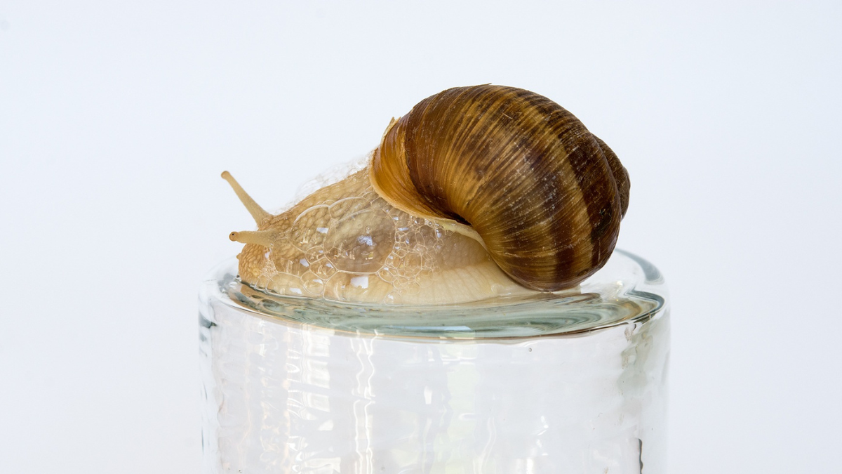 “snail mucin benefits for skin: what science really says